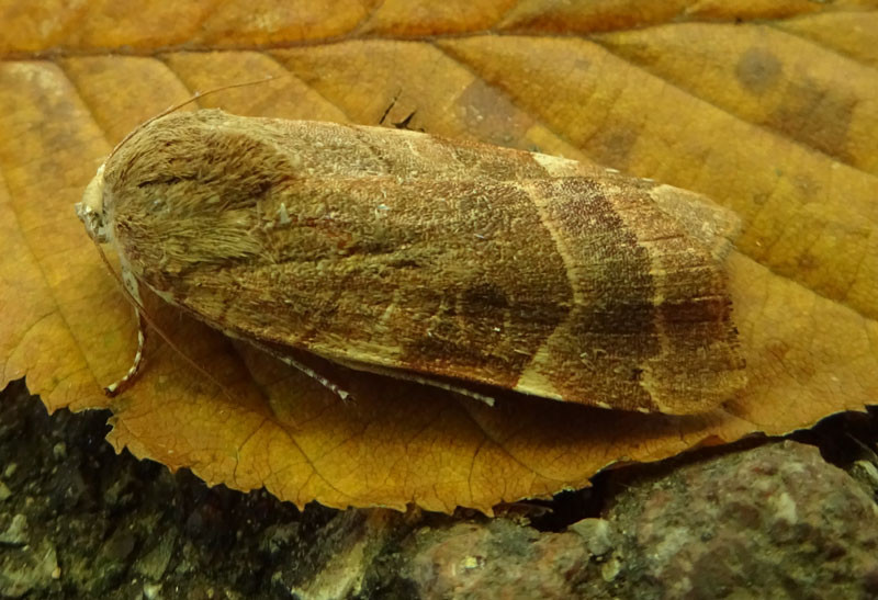 Noctua fimbriata - Noctuidae